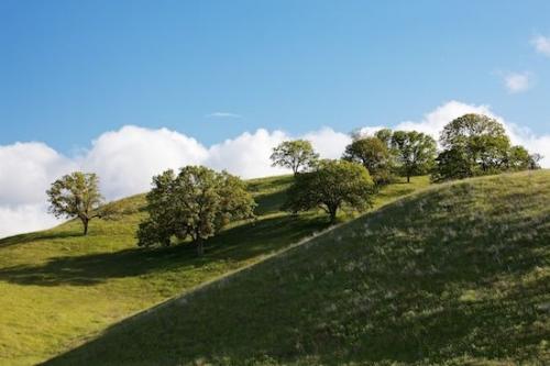 Hillside;Hillock;Weather;Brown;Cloud;Hilltop;tree trunk;Sky;Hill;branch;Hills;branches;White;Blue;Green;Cloud Formation;Landscape;Clouds;trees;tree;California